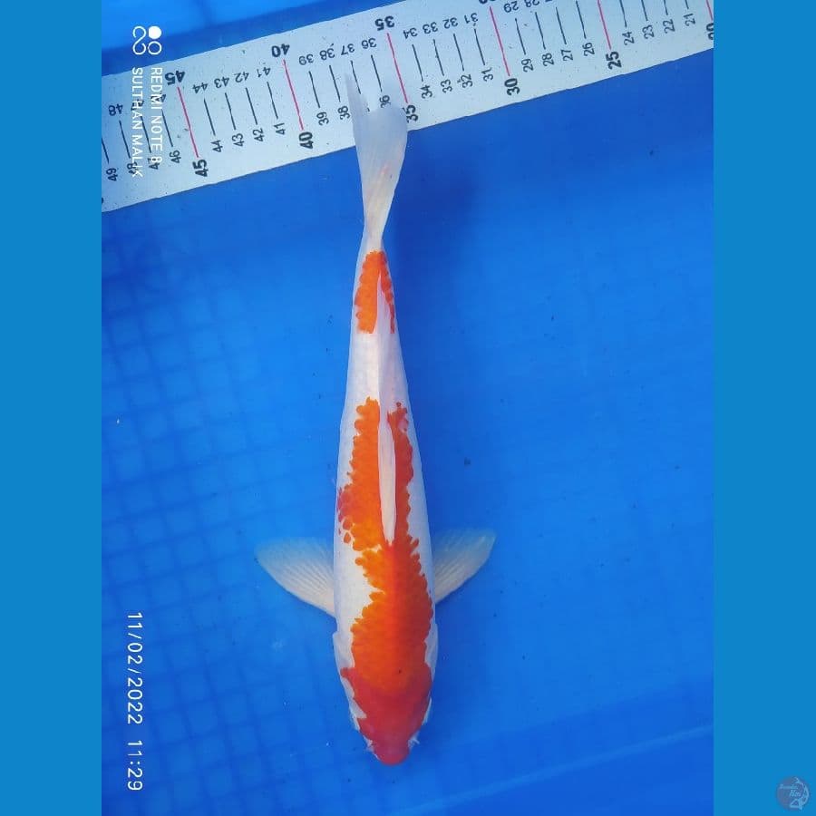 kohaku inazuma 30 cm