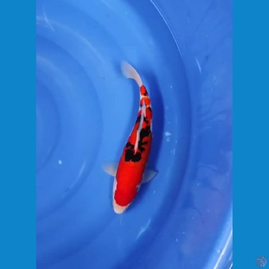 AKA SANKE 32 CM