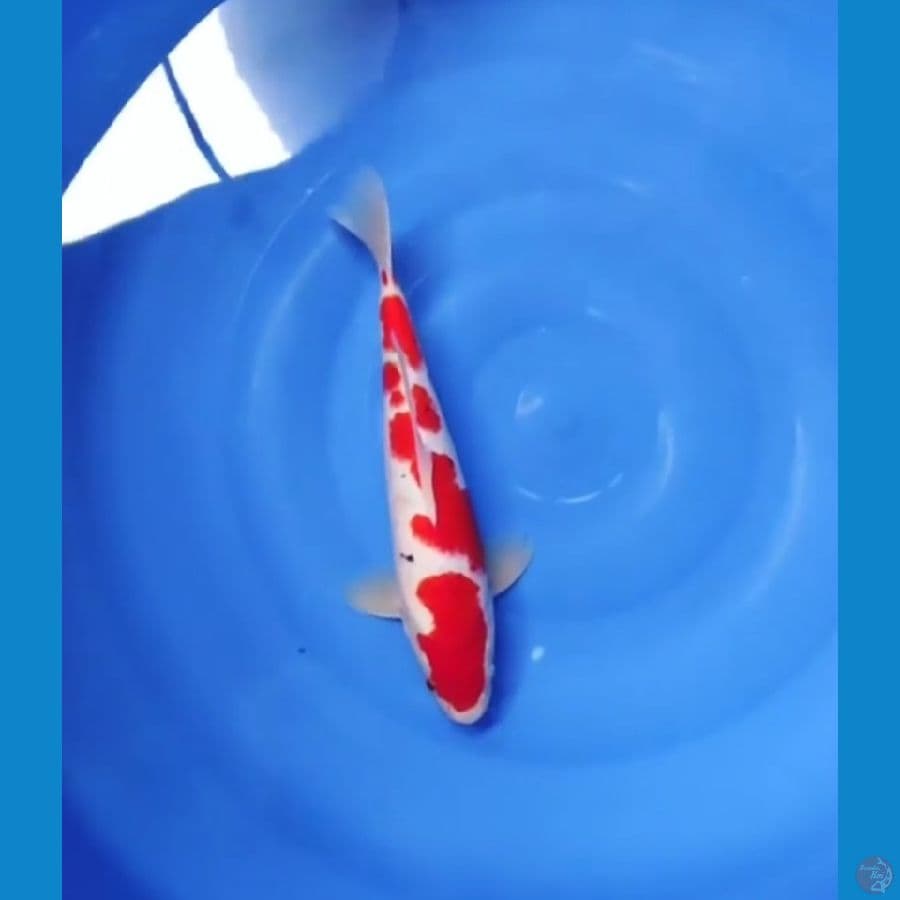 SUBOSUMI SANKE 33 CM