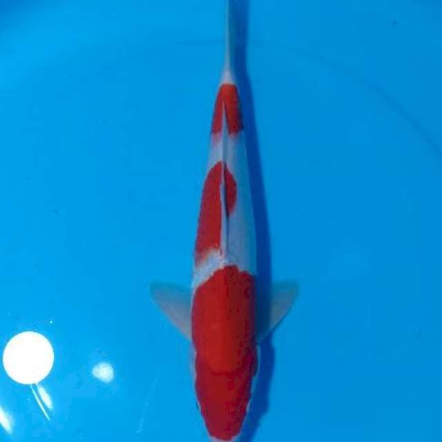 FLASHSALE!! 2 ~ KOHAKU BENI STRONG / 37CM