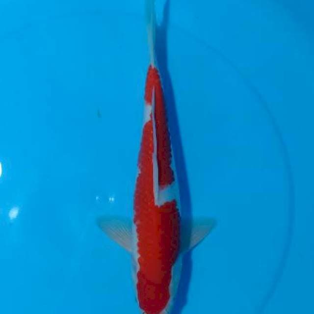 FLASHSALE!! 4 ~ KOHAKU INAZUMA BENI STRONG / 36CM MALE