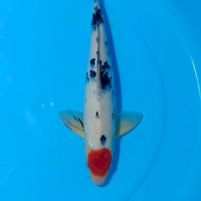 FLASHSALE!! 7 ~ TANCHO SANKE / 37CM MALE