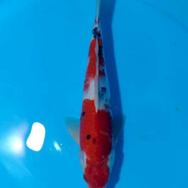 FLASHSALE!! 8 ~ TAISHO SANSHOKU / 36CM