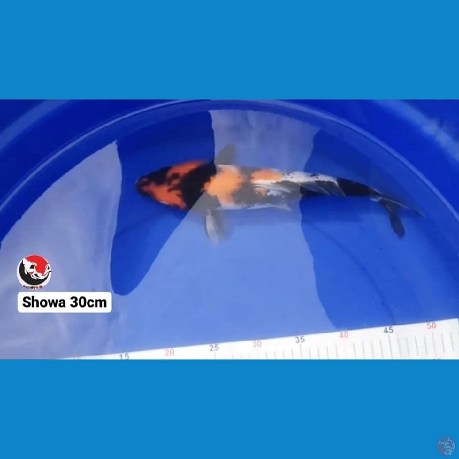 SHOWA 30CM --- CANAYA KOI FARM