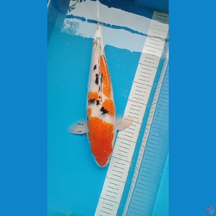 sanke40 cm