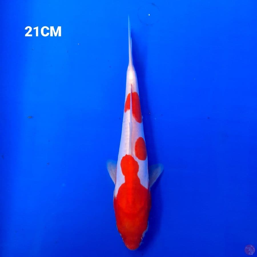 Kuhaku Doistu 21CM