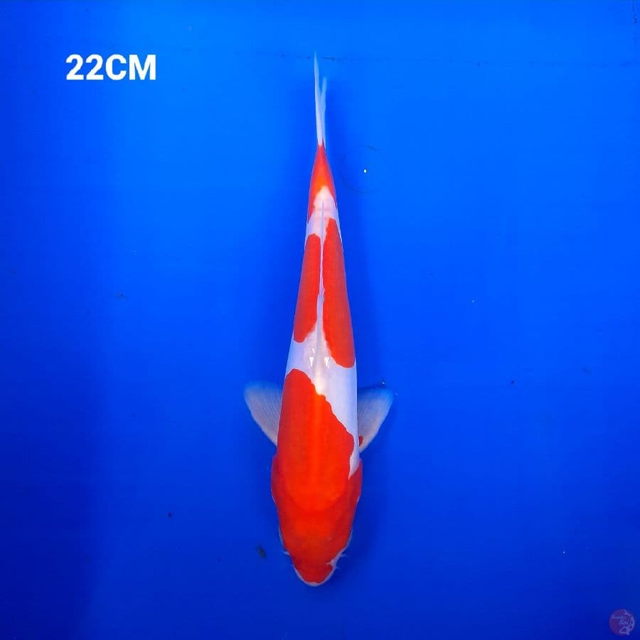 Kuhaku Doitsu 22 Cm