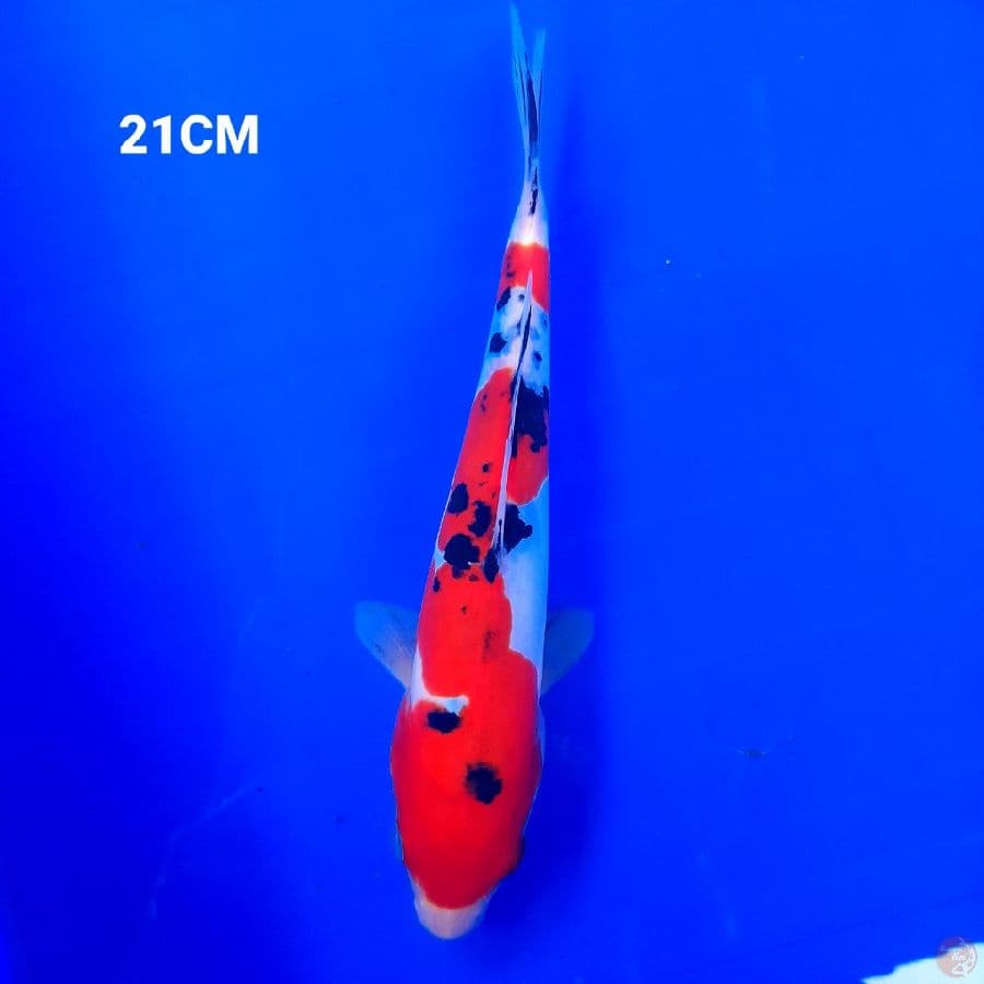 Sanke Doitsu 21 Cm