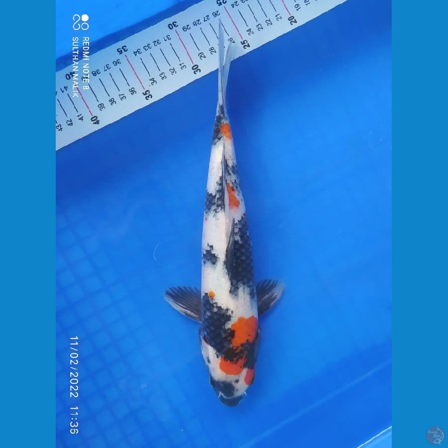 showa kindai 32 cm
