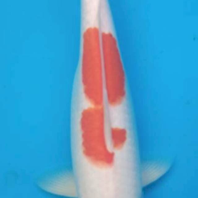 Tancho kohaku