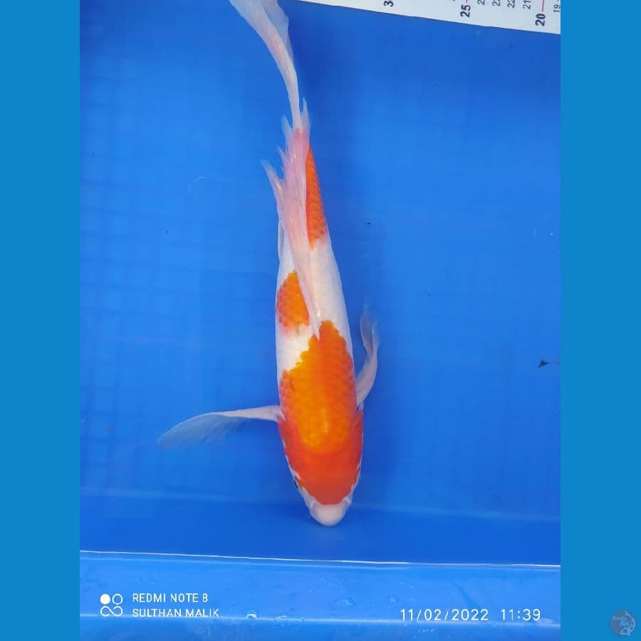 sanke kumpai 33 cm
