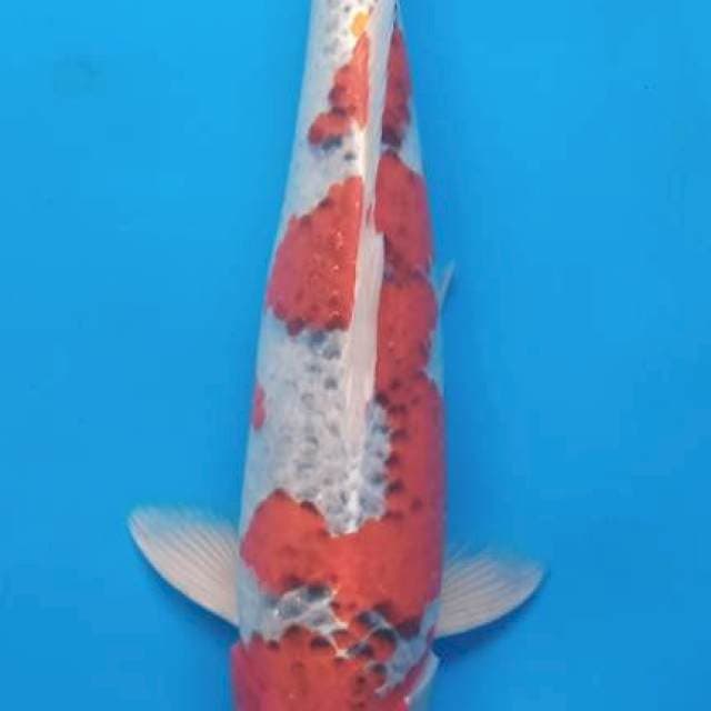 Goshiki 40cm
