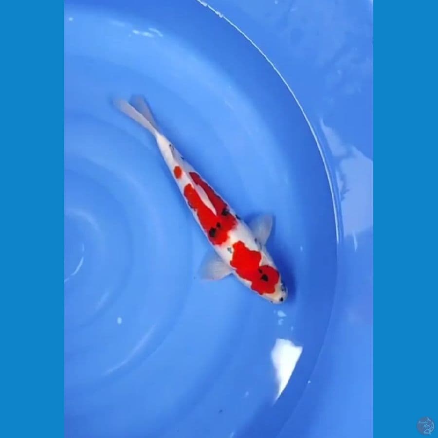 KINDAY SHOWA TATEGOI 35 CM