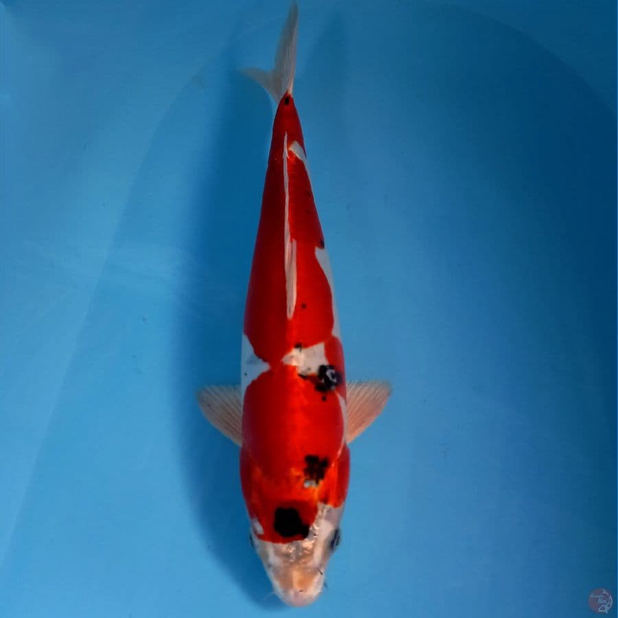 kikokuryu, 36 cm