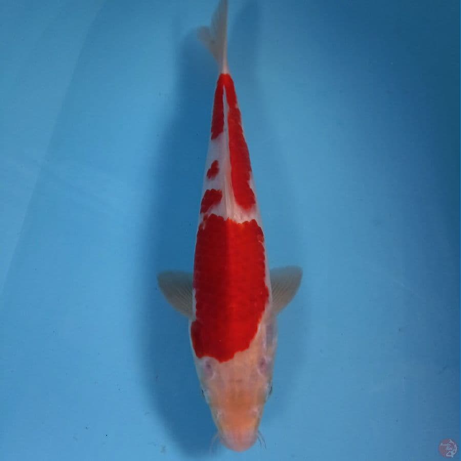 kohaku, 31 cm