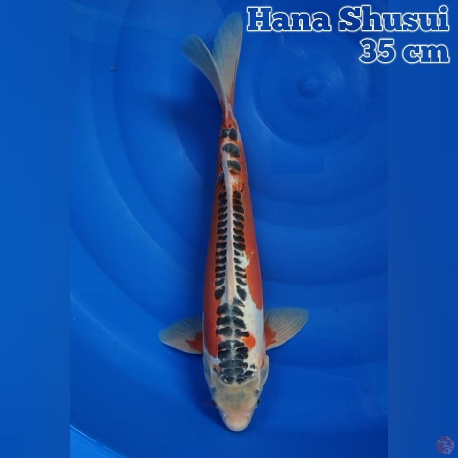 35 cm Hana Shusui