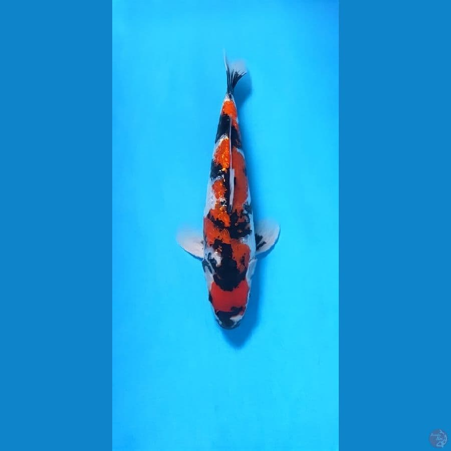 showa 31cm male