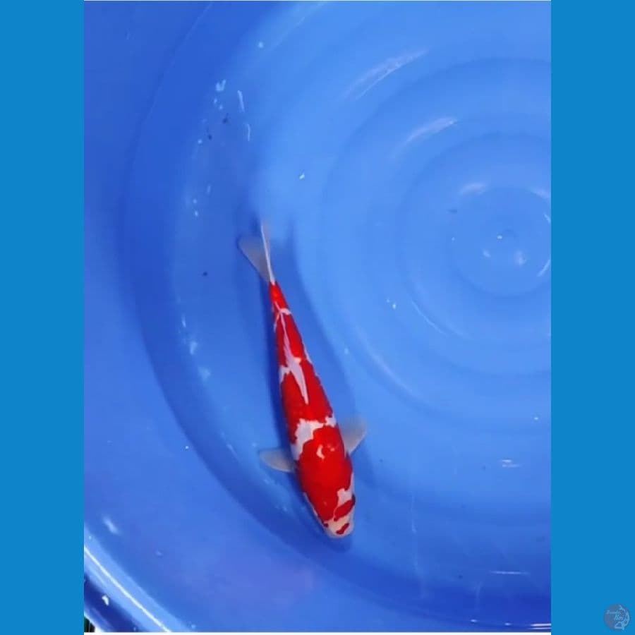 KOHAKU ABSTRAK 33 cm