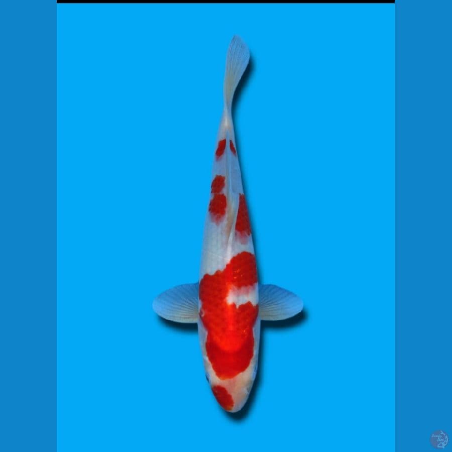 KOHAKU (HQ) Male 33Cm