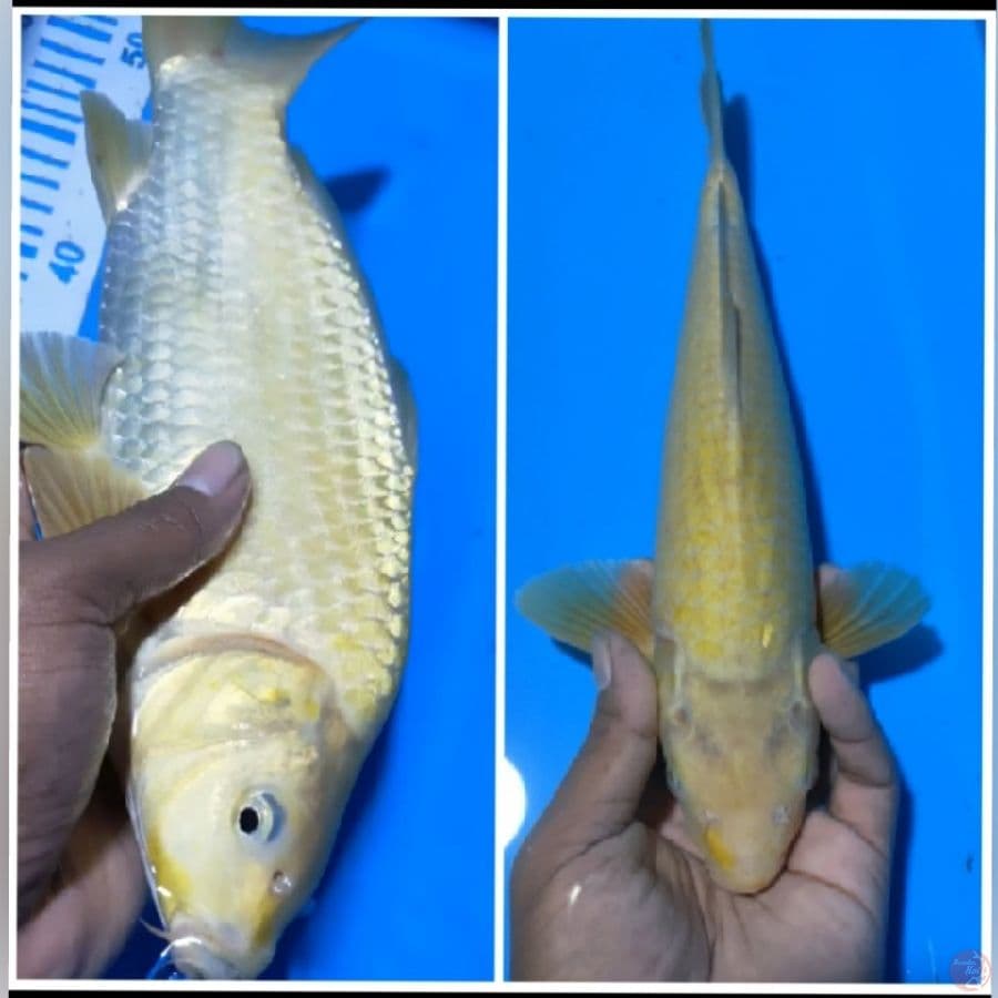 KARASI M32 PUNUK