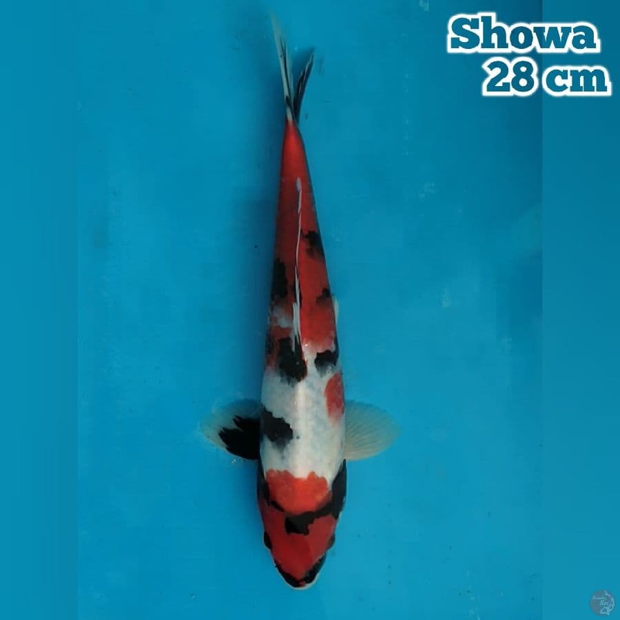 28 cm Showa