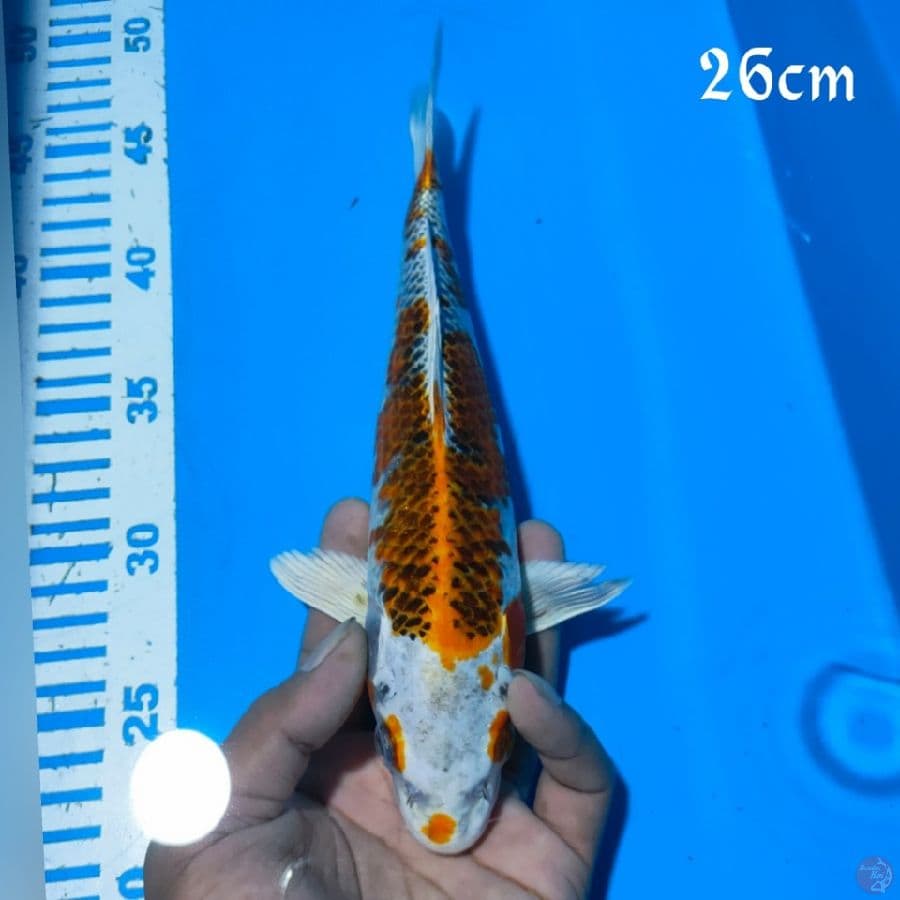 KOJAKU 26CM