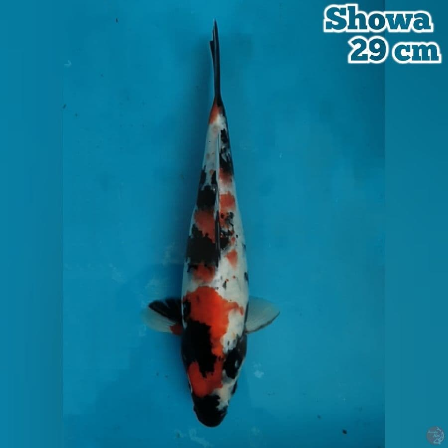 29 cm Showa