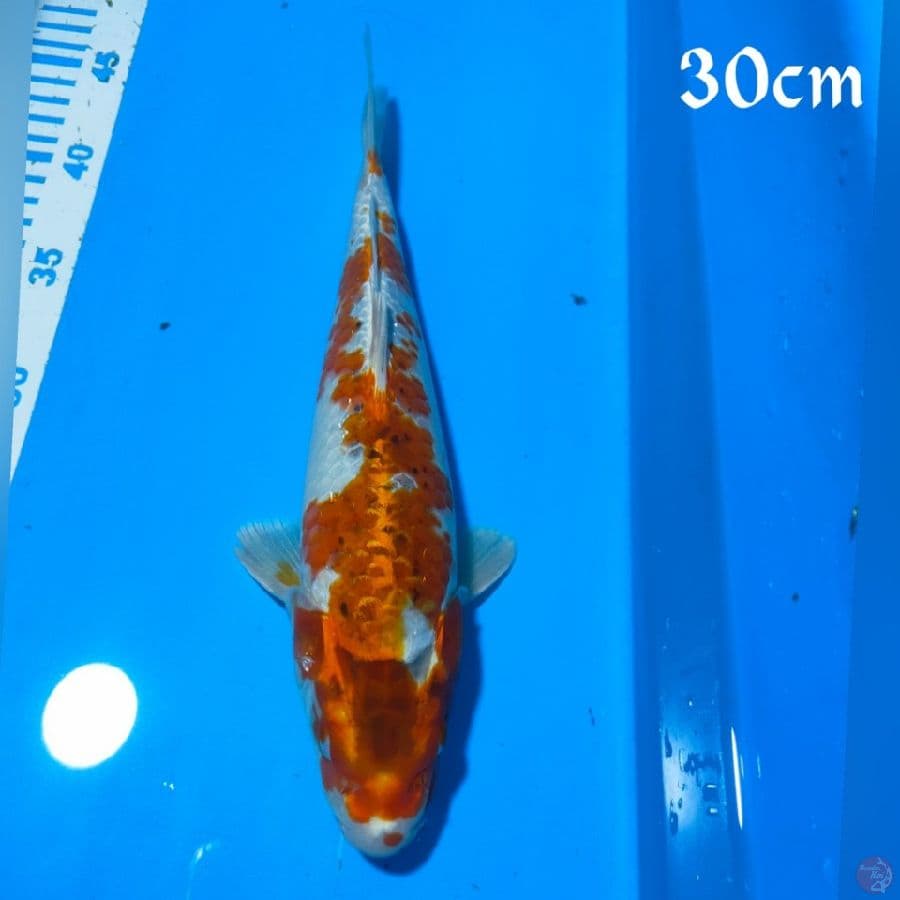 Kojaku 30cm