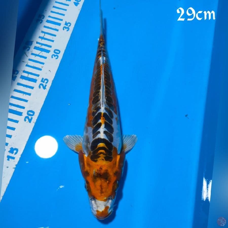 KOJAKU DOID 29cm