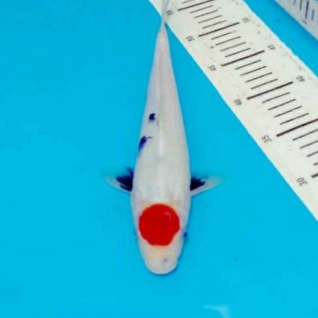 Tancho showa motoguro 35cm