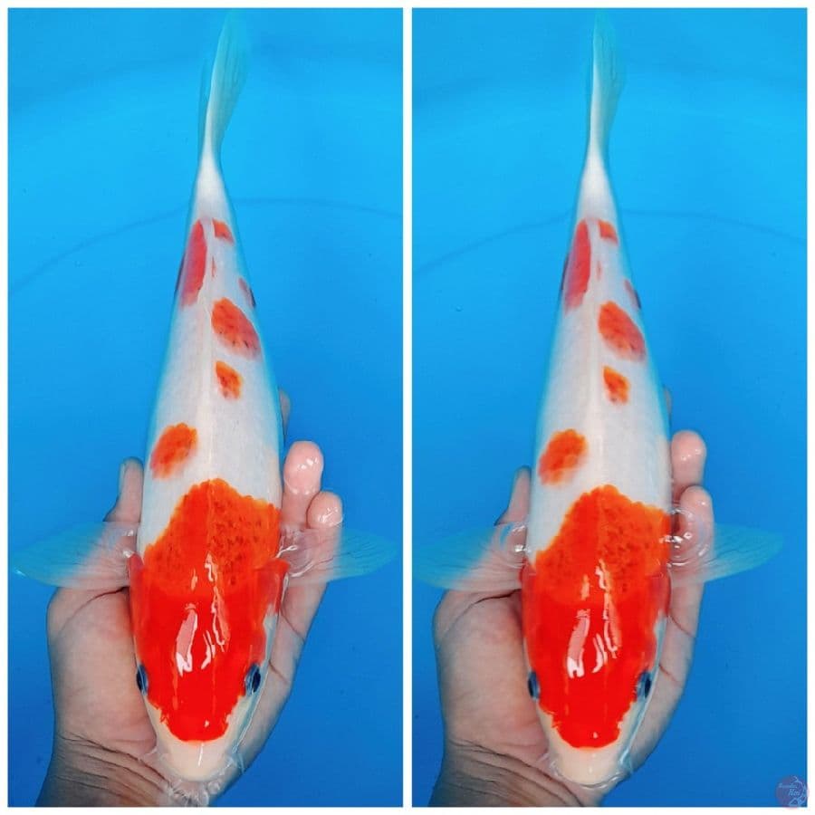AIGOROMO 36CM