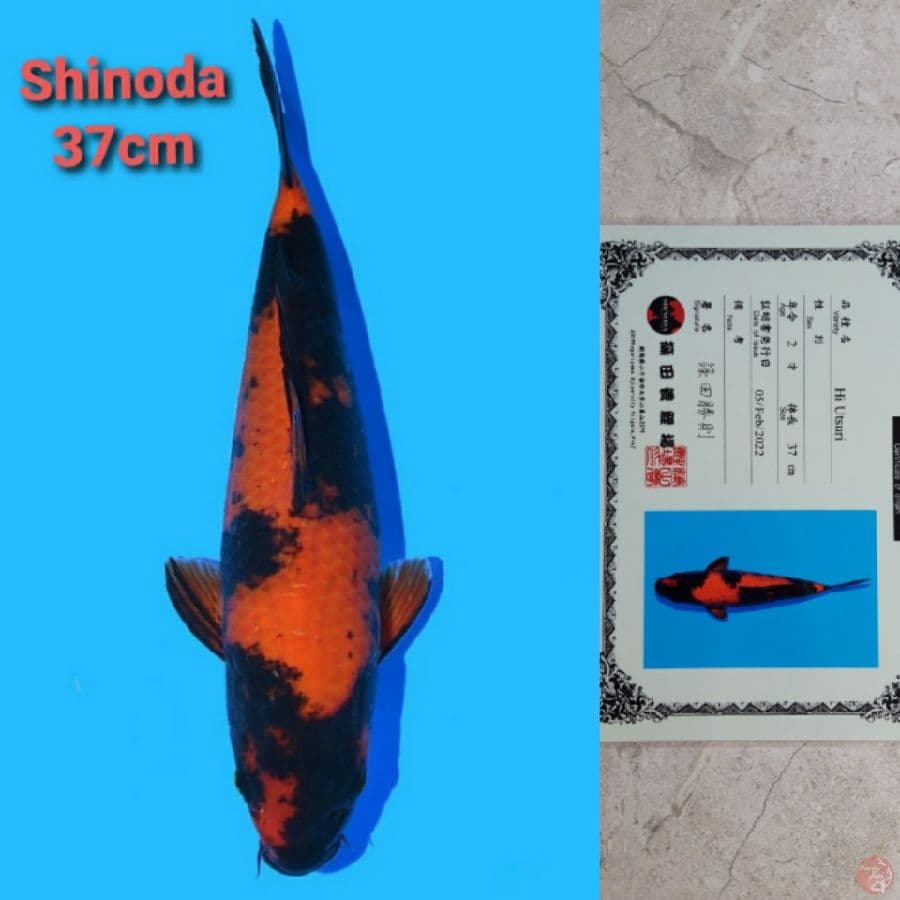 SHINODA HI-UTSURI 37CM SERTI