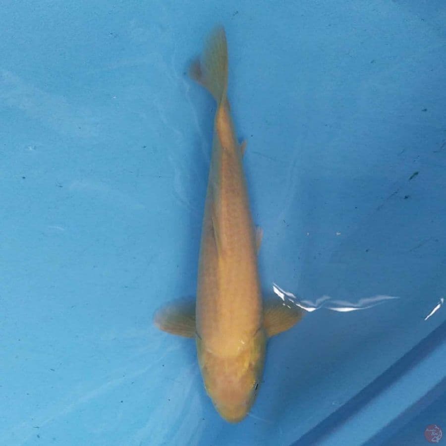 Karashi 33 cm