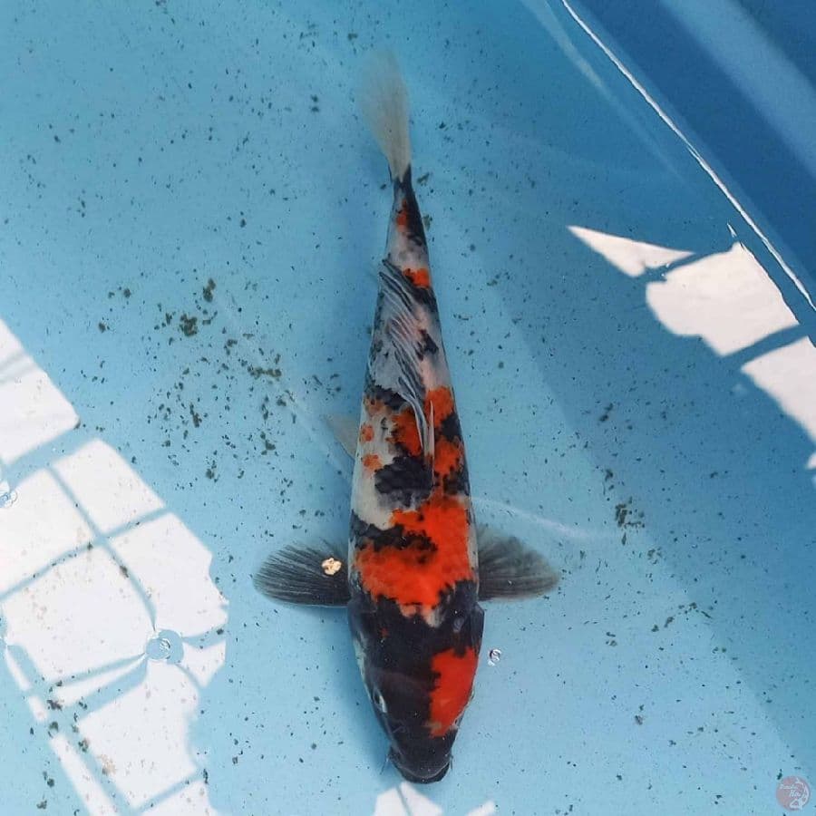 Showa 24 cm