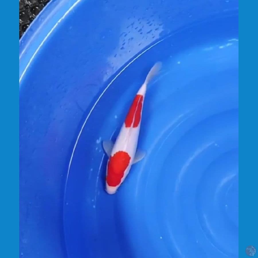 STEP 2 KOHAKU 32 CM