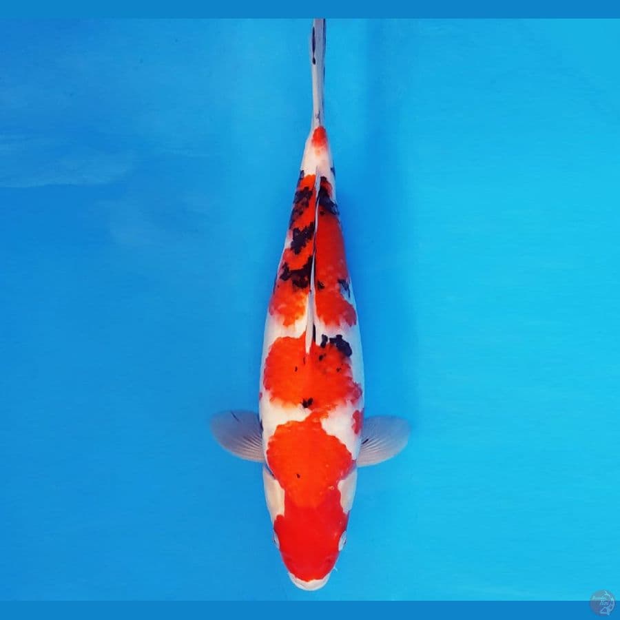 SABURO 1 - SANKE BODY JUMBO 34 cm/fm ®