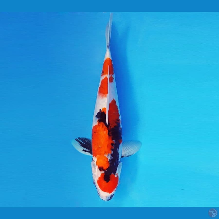 SABURO 2 - MARUTEN SHOWA EVO 30 cm/fm ®