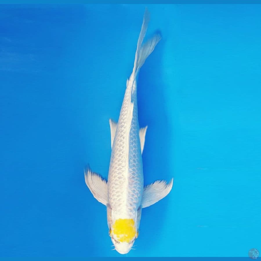 SABURO 3 - TANCHO HARIWAKE KUMPAY 30 cm/Male ®