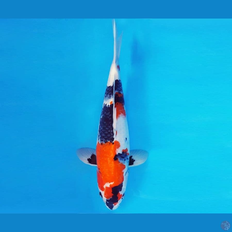 SABURO 5 - SHOWA EVO 37 cm/fm ®