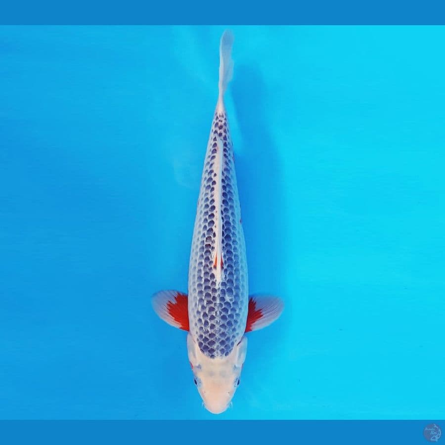 SABURO 6 - ASAGI 31 cm/male ®