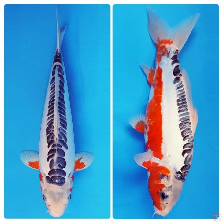 SABURO 8 - SHUSUI 34 cm/male ®
