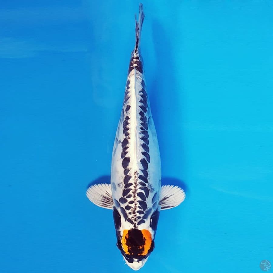 SABURO 9 - TANCHO KIKOKURYU 33 cm/fm ®