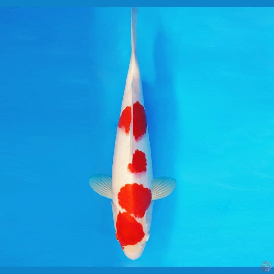 SABURO 10 - KOHAKU 31 cm/male ®