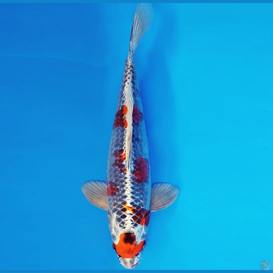 SABURO 12 - BENI GINGA 36 cm/male ®