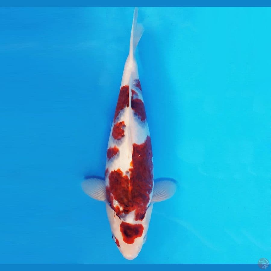 SABURO 13 - GOROMO 36 cm/fm ®