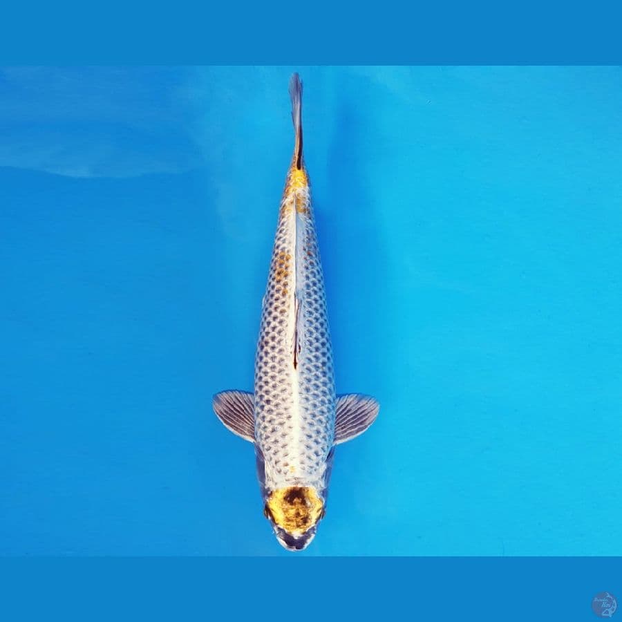 SABURO 16 - MARUTEN KAWARIMONO 31 cm/male ®