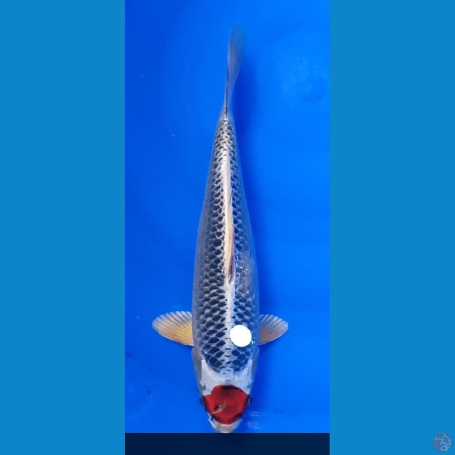 tanco kojaku 30 cm