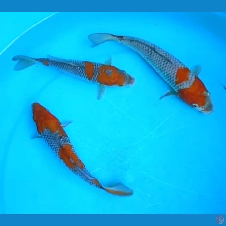 OCHIBA SHIGURE 16, 17, 19 Cm