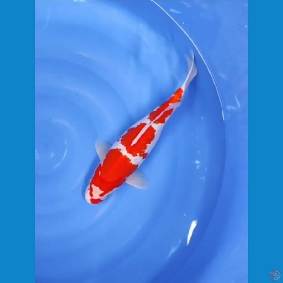 KANOKO KOHAKU 40 CM