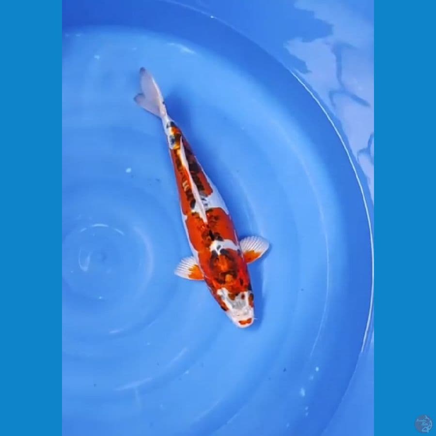 BENI KIKO MOTOAKA 40 CM